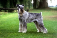 Picture of standard schnauzer, Champion Siddleys Dutch Bargemaster,  Hattrell- Brown