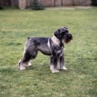 Picture of standard schnauzer on grass