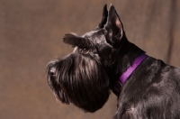 Picture of standard Schnauzer profile