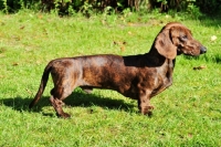 Picture of standard smooth Dachshund, posed