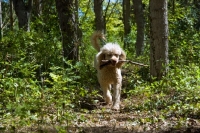 Picture of standard undocked poodle retrieving