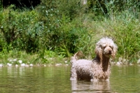 Picture of standard undocked poodle standing in water