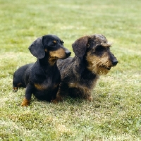 Picture of standard wire and smooth dachshund sitting on grass