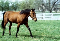 Picture of standardbred called high ideal