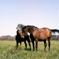 Picture of standardbred mare and foal at hanover shoe farm, pennsylvania