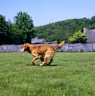 Picture of standerwick franklin, working type golden retriever galloping on grass carrying a dummy 