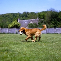 Picture of standerwick franklin, working type golden retriever carrying dummy 