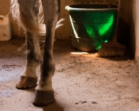 Picture of standing in stable