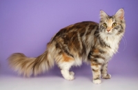 Picture of standing maine coon, silver tortie tabby colour