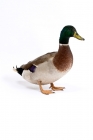 Picture of Standing Mallard Drake