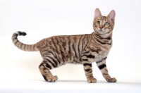 Picture of standing Toyger, Brown Mackerel Tabby colour
