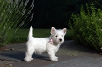 Picture of Standing Westie puppy