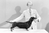Picture of stanley dangerfield posing a smooth dachshund in 1975