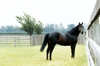 Picture of star appeal, stallion at national stud