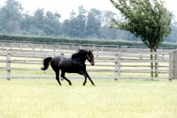 Picture of star appeal, stallion at national stud