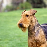 Picture of star stream galaxy voyager, airedale in usa, head shot