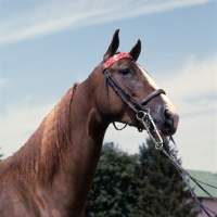 Picture of starheart sue, head study of American Saddlebred with long cheeked weymouth and bridoon bits