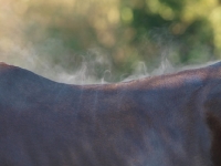 Picture of steam coming of horses back