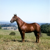 Picture of steel creek, quarter horse in usa