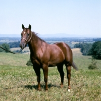 Picture of steel creek, quarter horse in usa