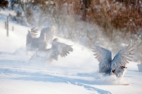 Picture of Steinbacher geese flying in snow