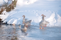 Picture of Steinbacher geese in winter