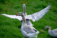Picture of Steinbacher geese, one with wings spread