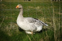 Picture of Steinbacher Geese standing on grass