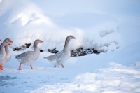 Picture of Steinbacher geese walking on snow