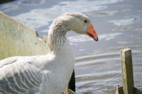 Picture of Steinbacher goose, profile