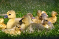Picture of Steinbacher goslings and two Call ducklings
