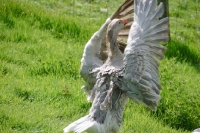 Picture of Steinbacher with wings spread