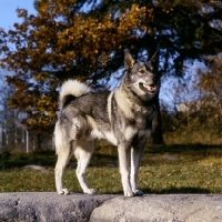 Picture of stepp, swedish elkhound on rock