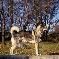 Picture of stepp, swedish elkhound standing