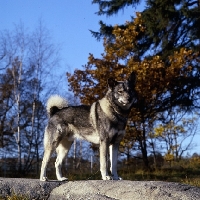 Picture of stepp, swedish elkhound standing on rock