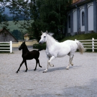 Picture of Storia, lipizzaner mare and foal in action together at piber