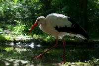 Picture of stork walking