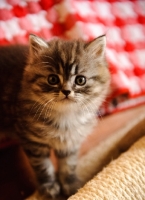 Picture of Straight eared Scottish Fold kitten.