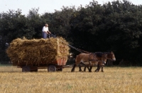 Picture of Strauken and la Fille, Belgian horses in harness drawing hay wain in Denmark