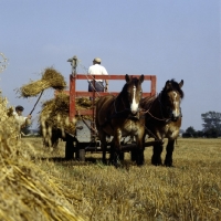 Picture of Strauken and La Fille, two Belgians in harness with corn stoops in Denmark