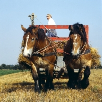 Picture of Strauken and La Fille, two Belgians pulling haywain at harvest in Denmark