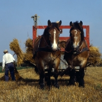 Picture of Strauken and La Fille, two Belgians in harness on farm in Denmark