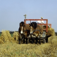 Picture of Strauken and La Fille, two Belgian horses in harness among corn stoops in Denmark