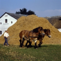 Picture of Strauken and La Fille, two harnessed Belgians walking past huge pile of hay and straw in denmark
