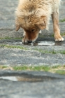 Picture of street dog in Bhutan