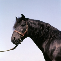 Picture of Strongbow, connemara stallion head and shoulders