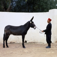 Picture of stud donkey in morocco