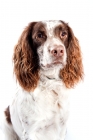 Picture of Studio Head shot of a Springer Spaniel.