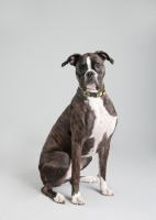 Picture of Studio image of brindle Boxer on gray background.