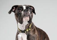 Picture of Studio image of brindle Boxer on gray background.